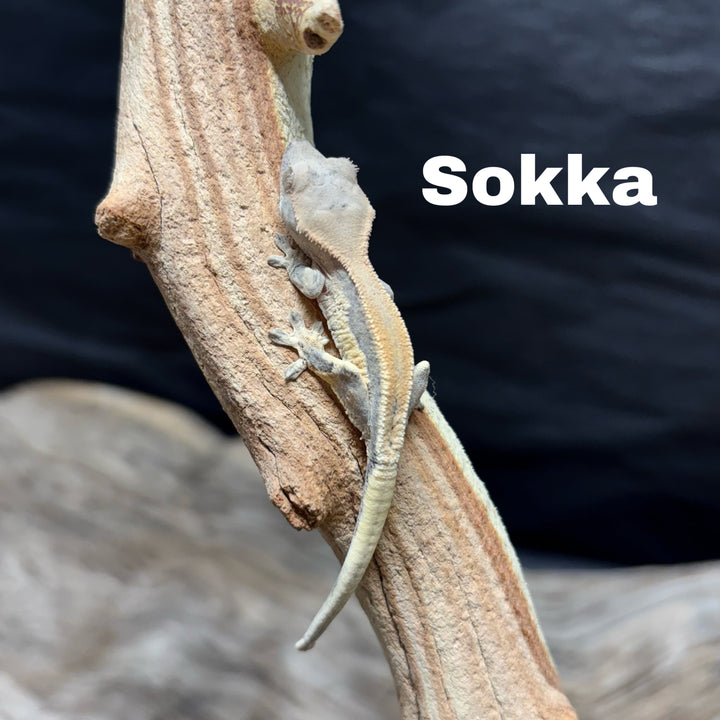 Correlophus ciliatus (Crested Gecko) Sable Lily White