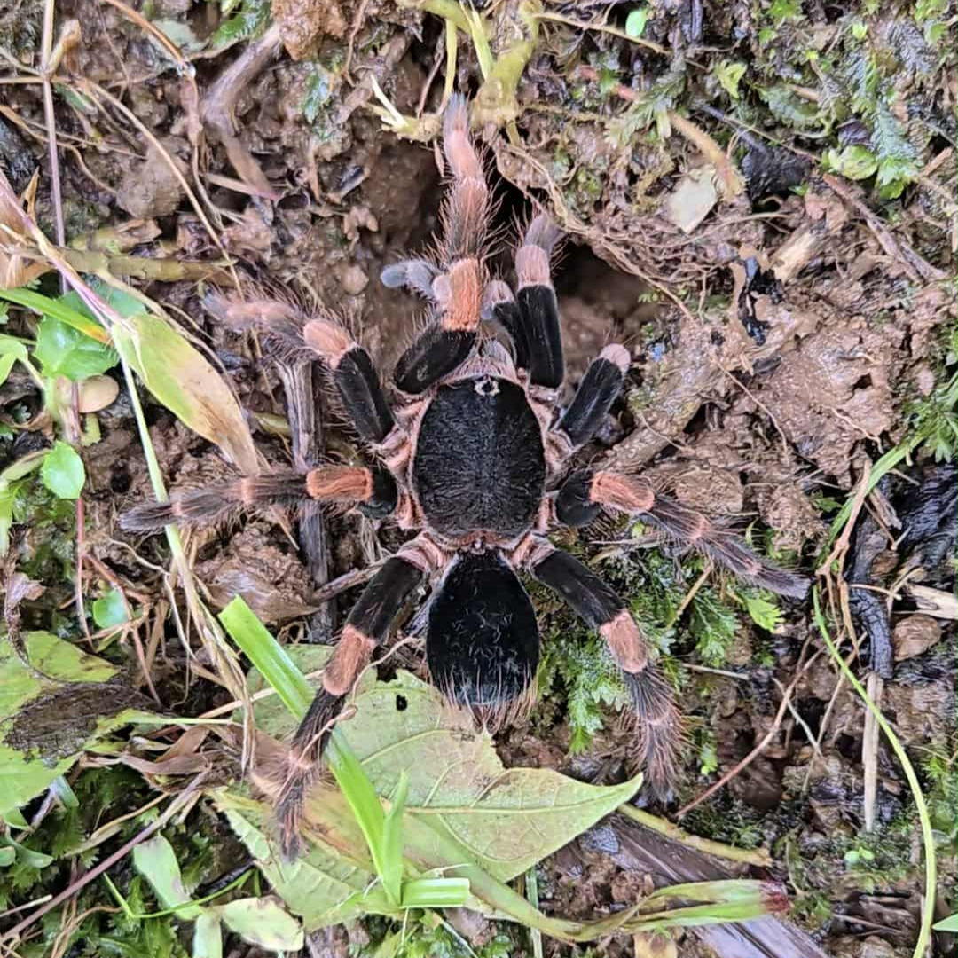 Tarantulas – Spider Shoppe
