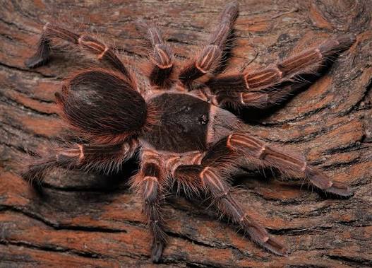 Acanthoscurria musculosa (Argentine Giant)