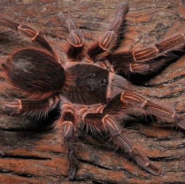 Acanthoscurria musculosa (Argentine Giant)
