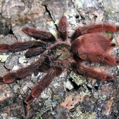 Amazonius elenae (Ecuadorian Orange)