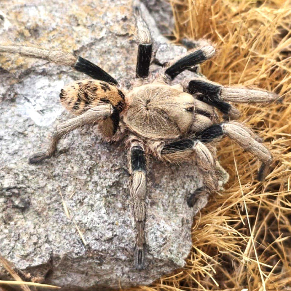 Tarantulas – Tagged 