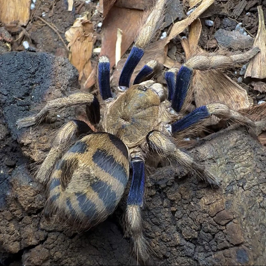 Tarantulas – Spider Shoppe