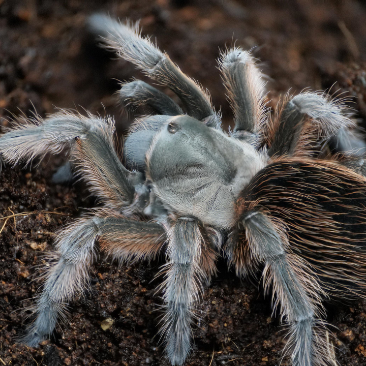 Aphonopelma sp 'MIchoacan Rubias' (Michoacan Blonde) 4" FEMALE