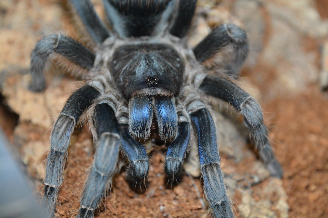 Aphonopelma burica (Costa Rican Blue Front) 0.5"