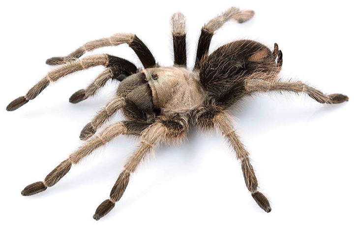 Aphonopelma eutylenum (California Ebony) 4" FEMALE