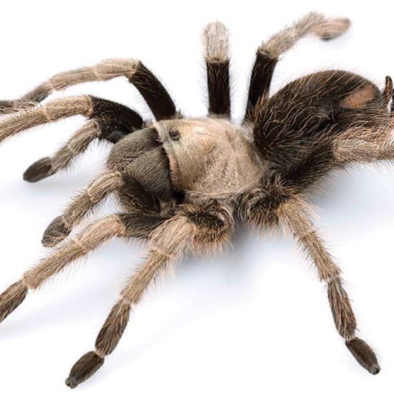 Aphonopelma eutylenum (California Ebony) 4" FEMALE