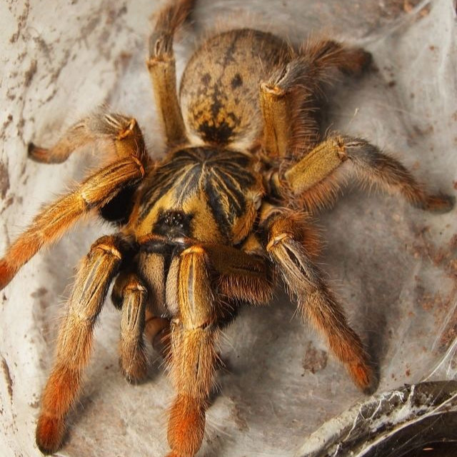 Augacephalus breyeri (Lowveld Golden Baboon) 0.5" w FREE SPIDER HAUS 3x4x5"