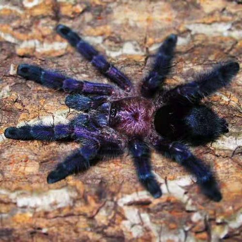 Avicularia sp 'Ecuador'