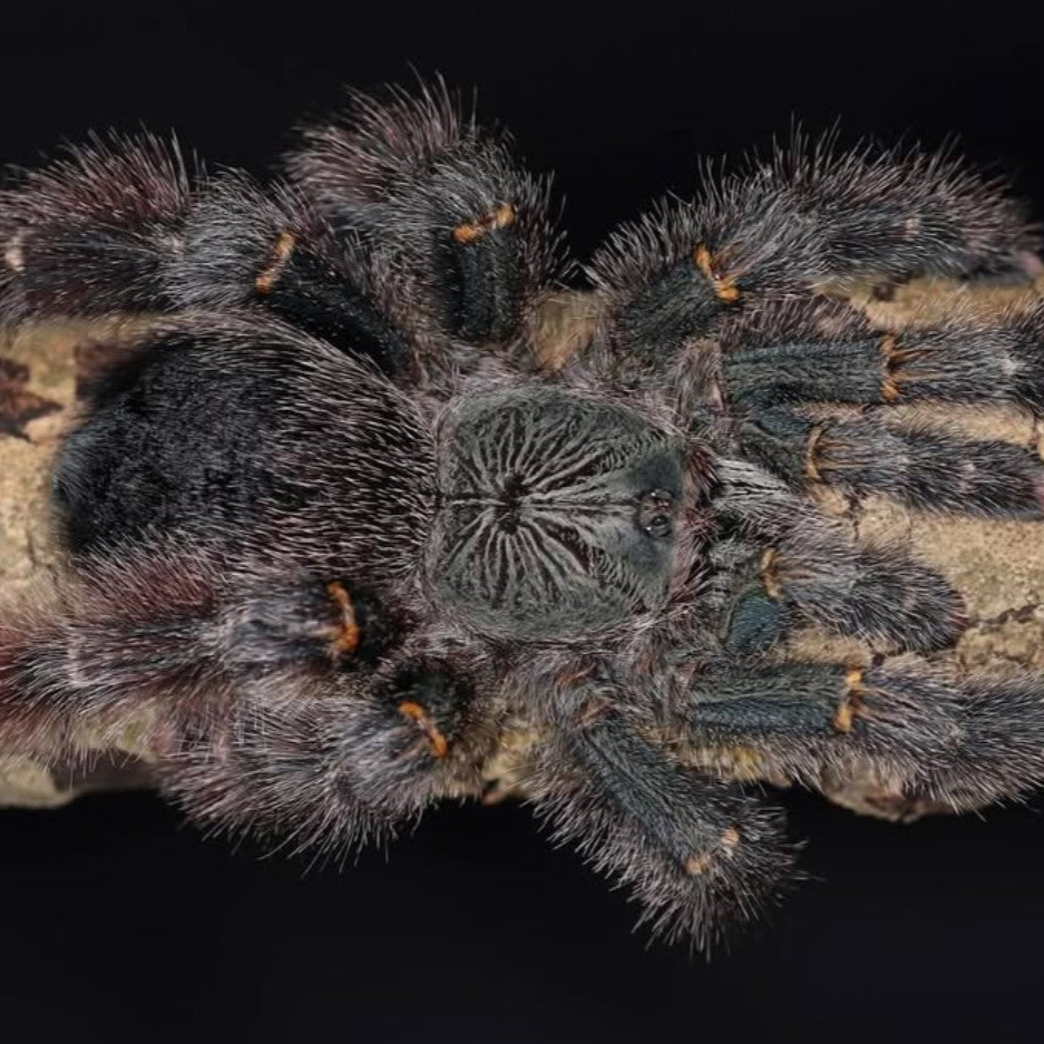 Avicularia c.f. rufa (Peru Yellow-Banded) 0.75-1