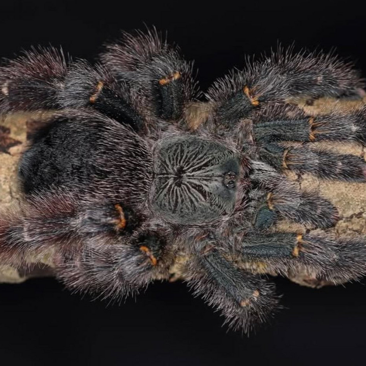 Avicularia c.f. rufa (Peru Yellow-Banded) 0.75-1"