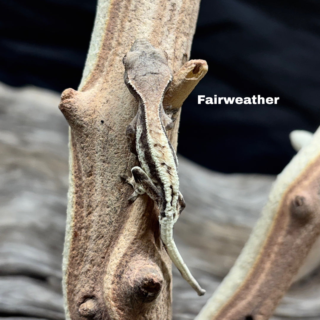 Correlophus ciliatus (Crested Gecko) Frappucino
