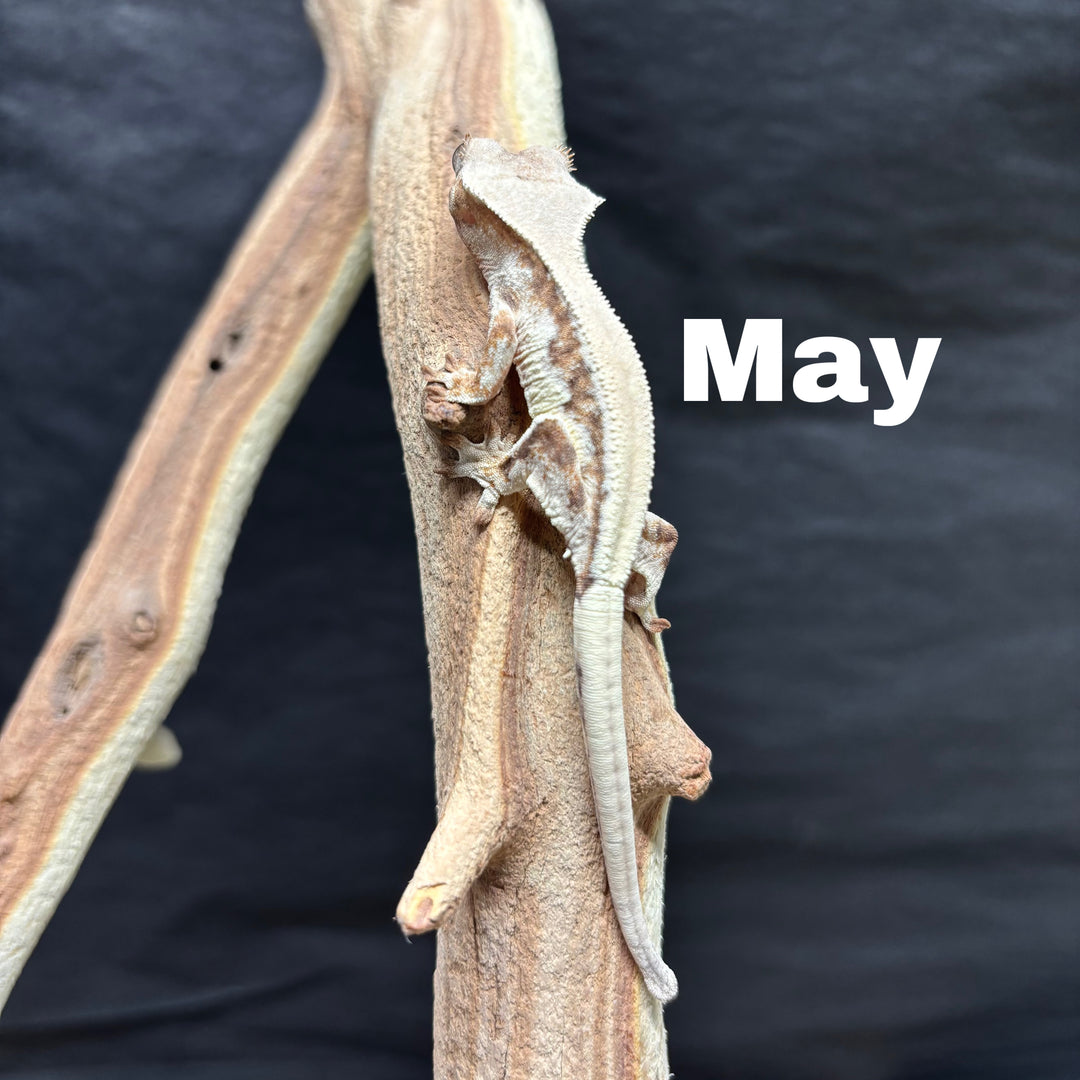 Correlophus ciliatus (Crested Gecko) Sable Lily White