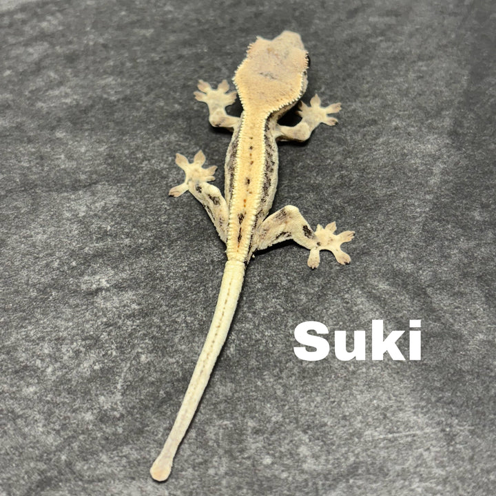 Correlophus ciliatus (Crested Gecko) Sable Lily White