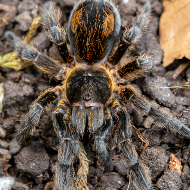 Most Popular – Page 8 – Spider Shoppe Most Popular – Page 8 – Spider Shoppe