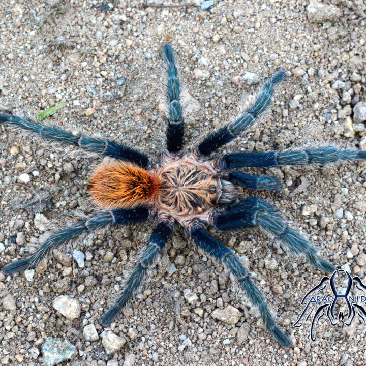 Bonnetina hijmenseni (Eddy's Mexican Beauty) 0.25" w FREE SPIDER HAUS 3x4x5"