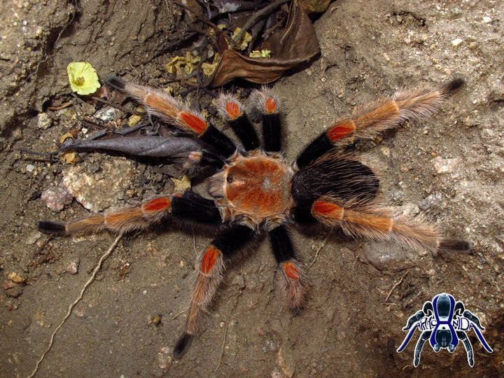 Brachypelma baumgarteni (Mexican Orange Beauty) 4.5" FEMALE