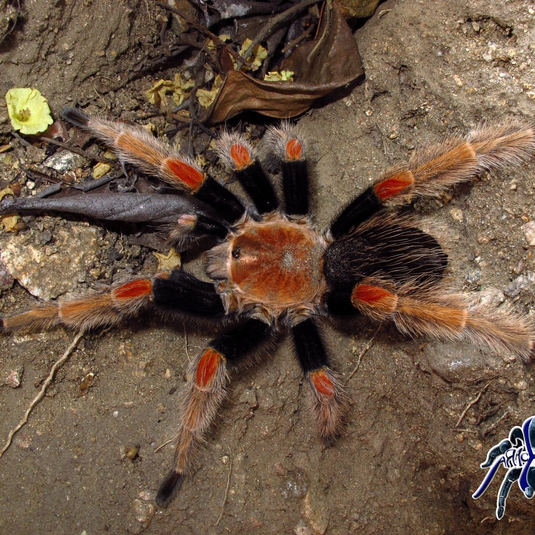 Brachypelma baumgarteni (Mexican Orange Beauty) 4.5" FEMALE