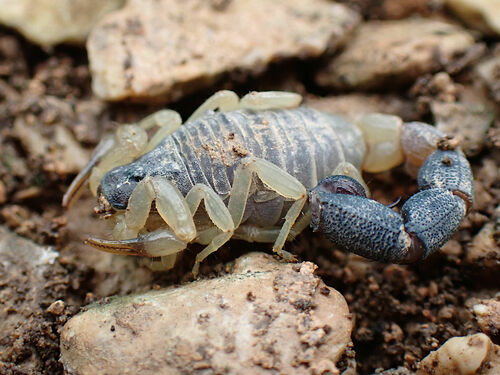 Butheolus harrisoni (Dwarf Thick Tail Scorpion) 0.25"