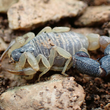 Butheolus harrisoni (Dwarf Thick Tail Scorpion) 0.25"