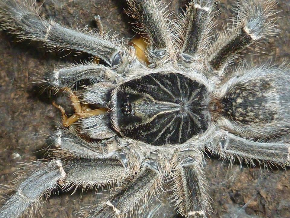 Ceratogryus meridionalis (Zimbabwe Grey Baboon) 0.75"