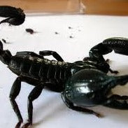 Heterometrus petersii (Asian Forest Scorpion) 3"