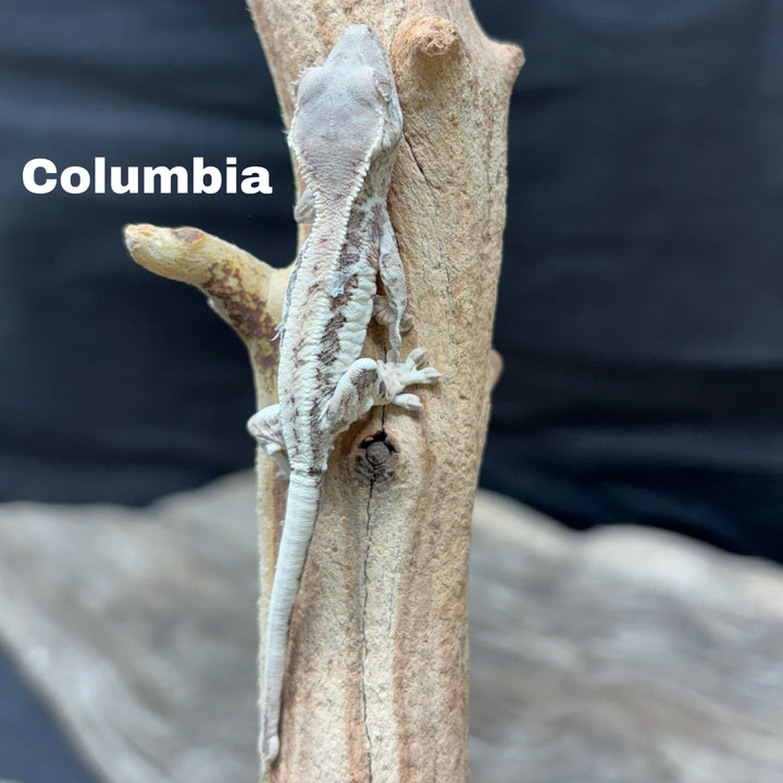 Correlophus ciliatus (Crested Gecko) Frappucino