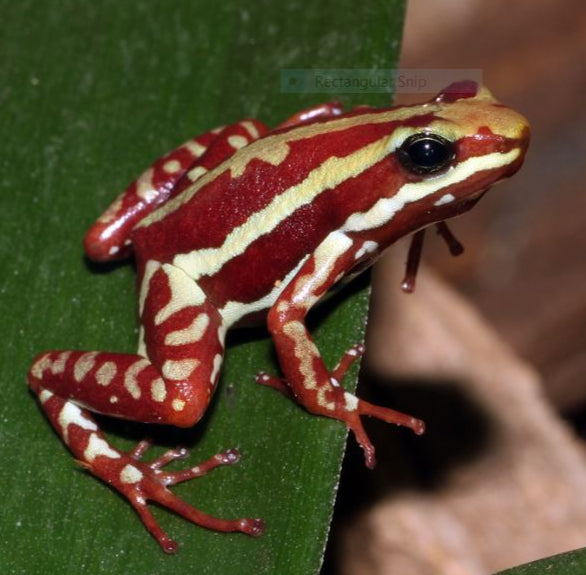 Epipedobates anthonyi (Santa Isabel Dart Frog) 1" 4x