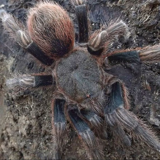 Euathlus sp 'Parda'