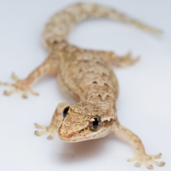 Lepidodactylus lugubris (Mourning Gecko) Juveniles