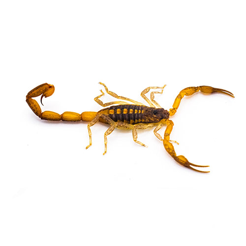 Centruroides hentzi (Florida Striped Bark Scorpion) 1"