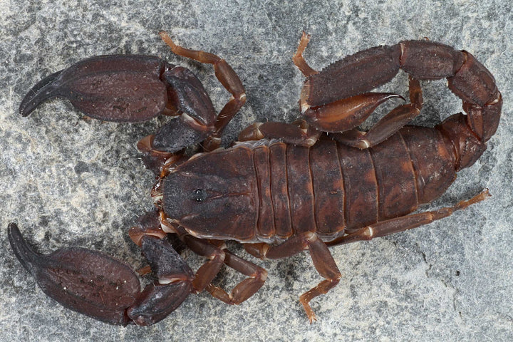 Chaerilus cimrmani (Thailand Black Scorpion) 0.25"