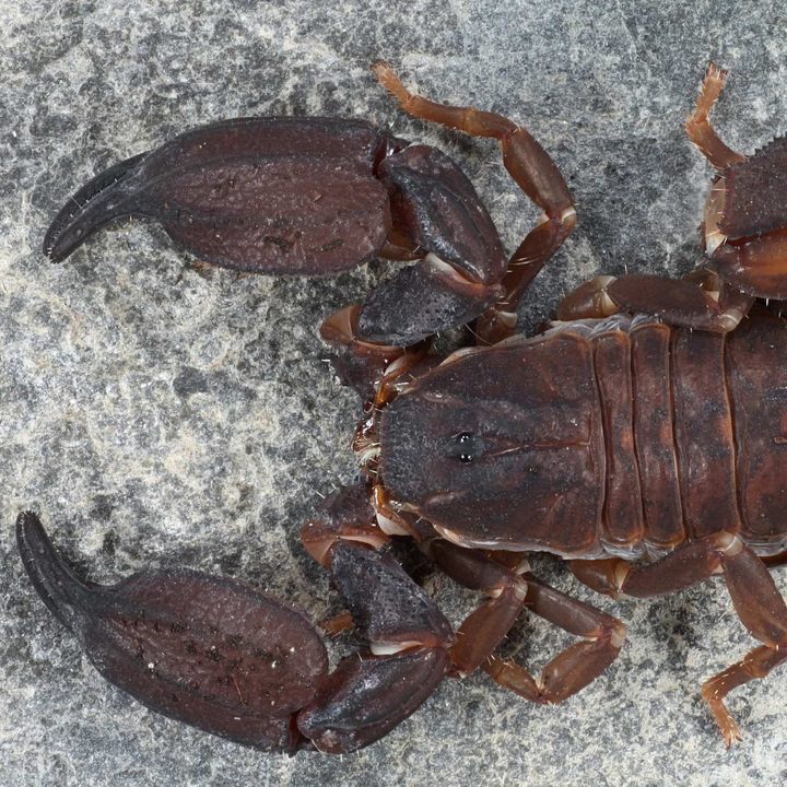 Chaerilus cimrmani (Thailand Black Scorpion) 0.25"