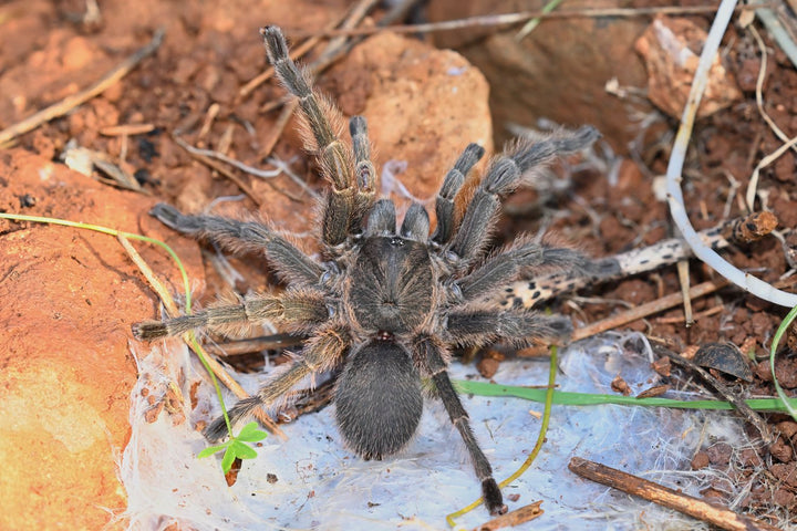 Chaetopelma olivaceum (Middle East Gold) 0.25"