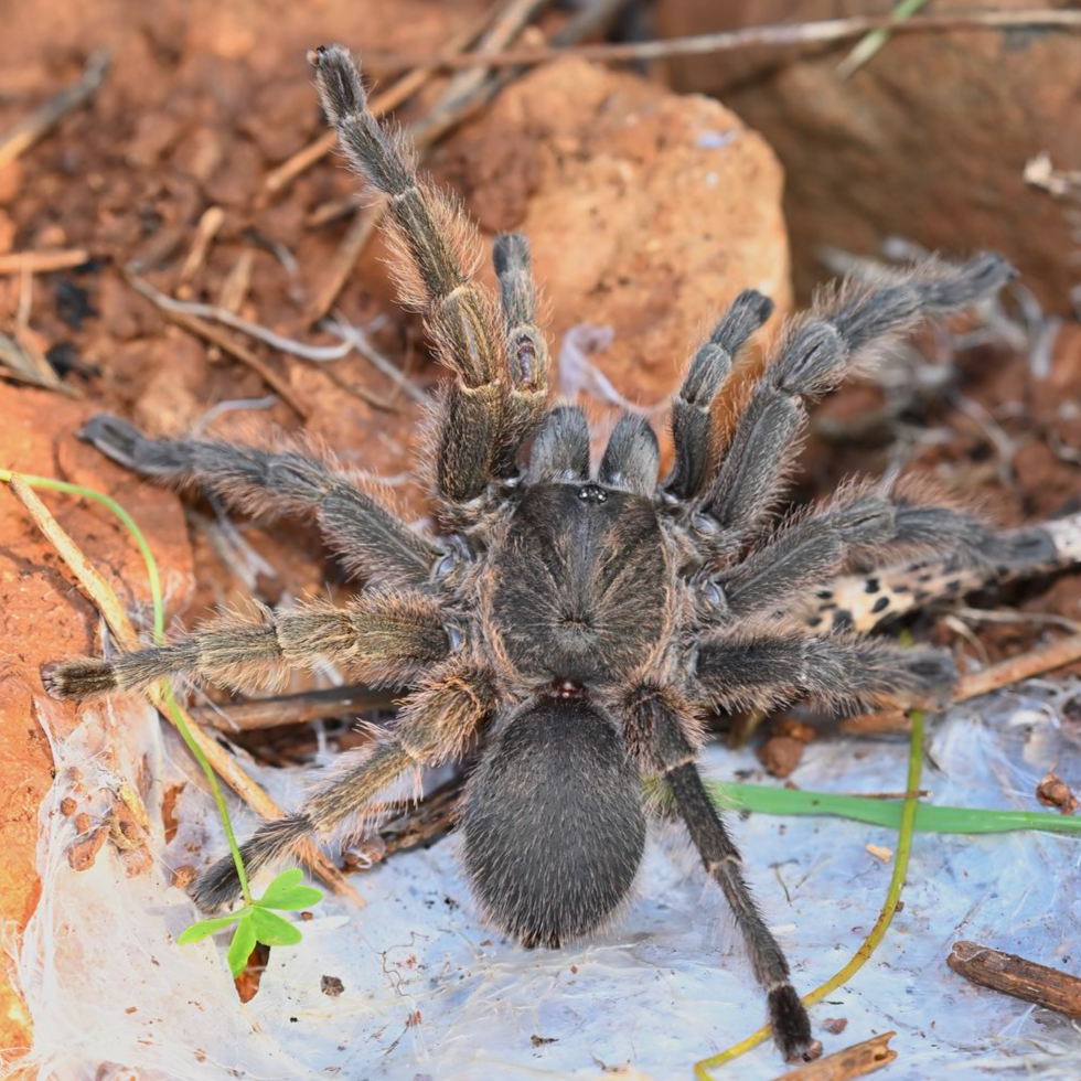 Tarantulas – Tagged 