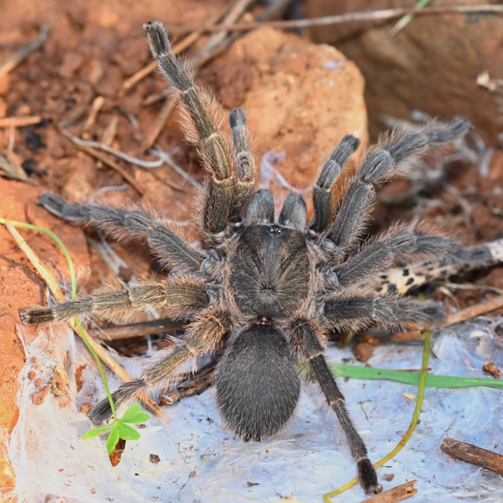 Chaetopelma olivaceum (Middle East Gold) 0.25" | 2"