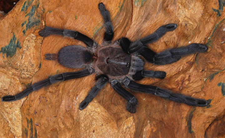Chilobrachys sp 'Khiri Khan' 1.5-2"