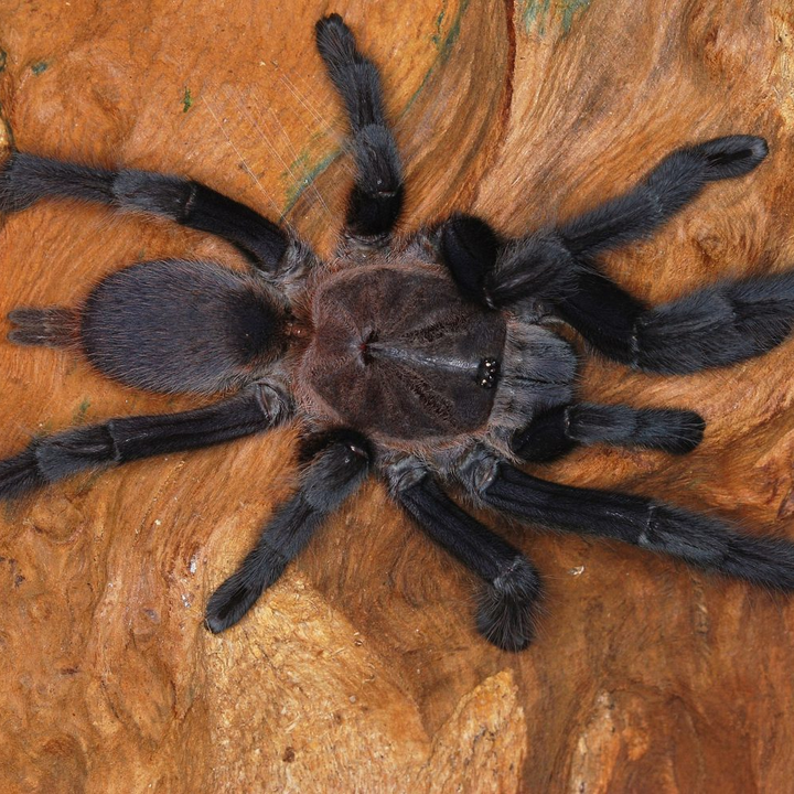 Chilobrachys sp 'Khiri Khan' 1.5-2"