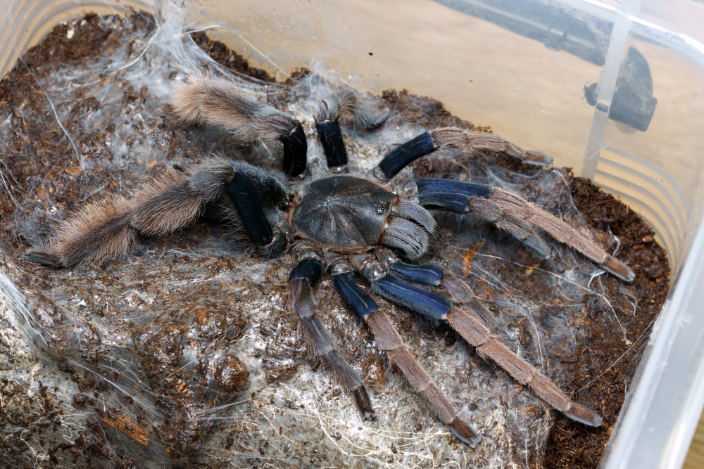 Coremiocnemis hoggi (Malaysian Purple Femur) 1"