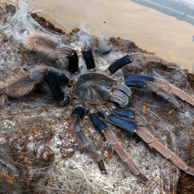 Most Popular – Page 7 – Spider Shoppe Most Popular – Page 7 – Spider Shoppe