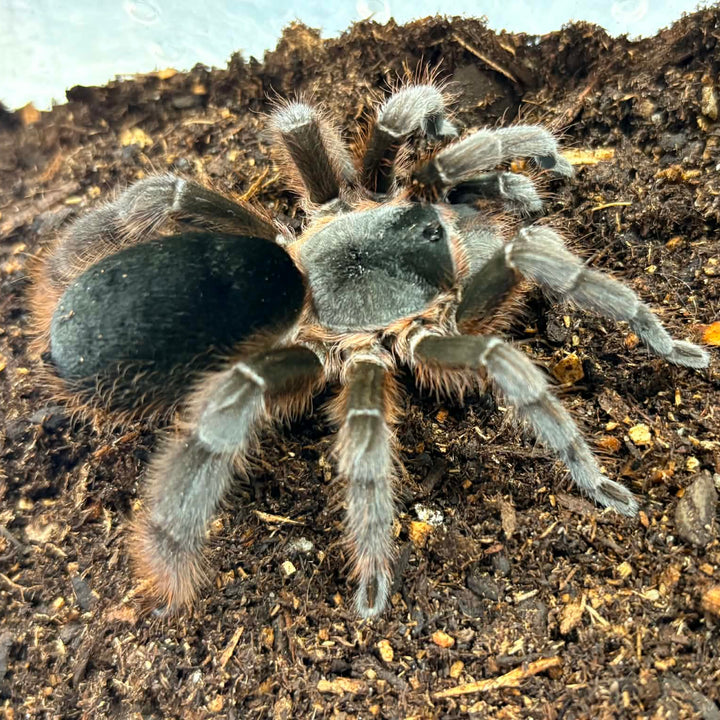 Cotztetlana sp 'Oaxaca' (Oaxaca Stout Leg)