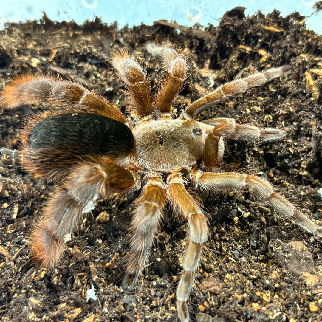 Cotztetlana sp 'Oaxaca' (Oaxaca Stout Leg)