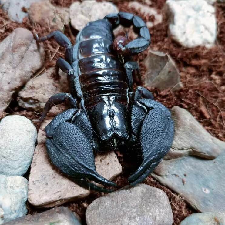 Chersonesometrus tristis (Mysore Forest Scorpion) 0.75"