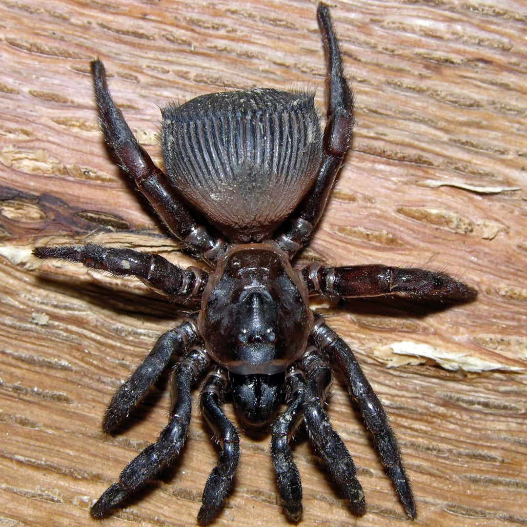 Cyclocosmia truncata (Ravine Trapdoor spider) JUV | TRIO