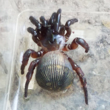 Cyclocosmia truncata (Ravine Trap Door) 1-1.5