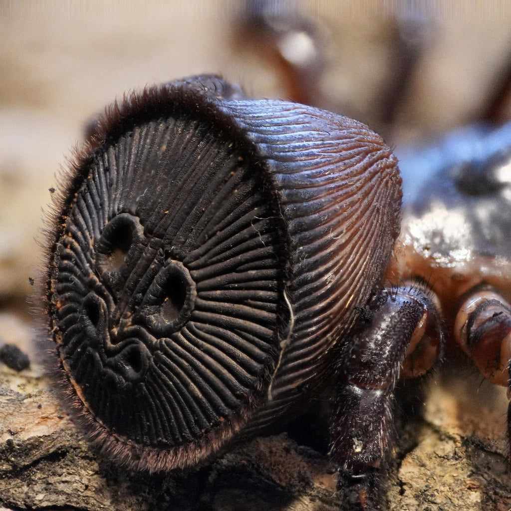 Cyclocosmia ricketti (Chinese Hourglass Trapdoor) 1-2