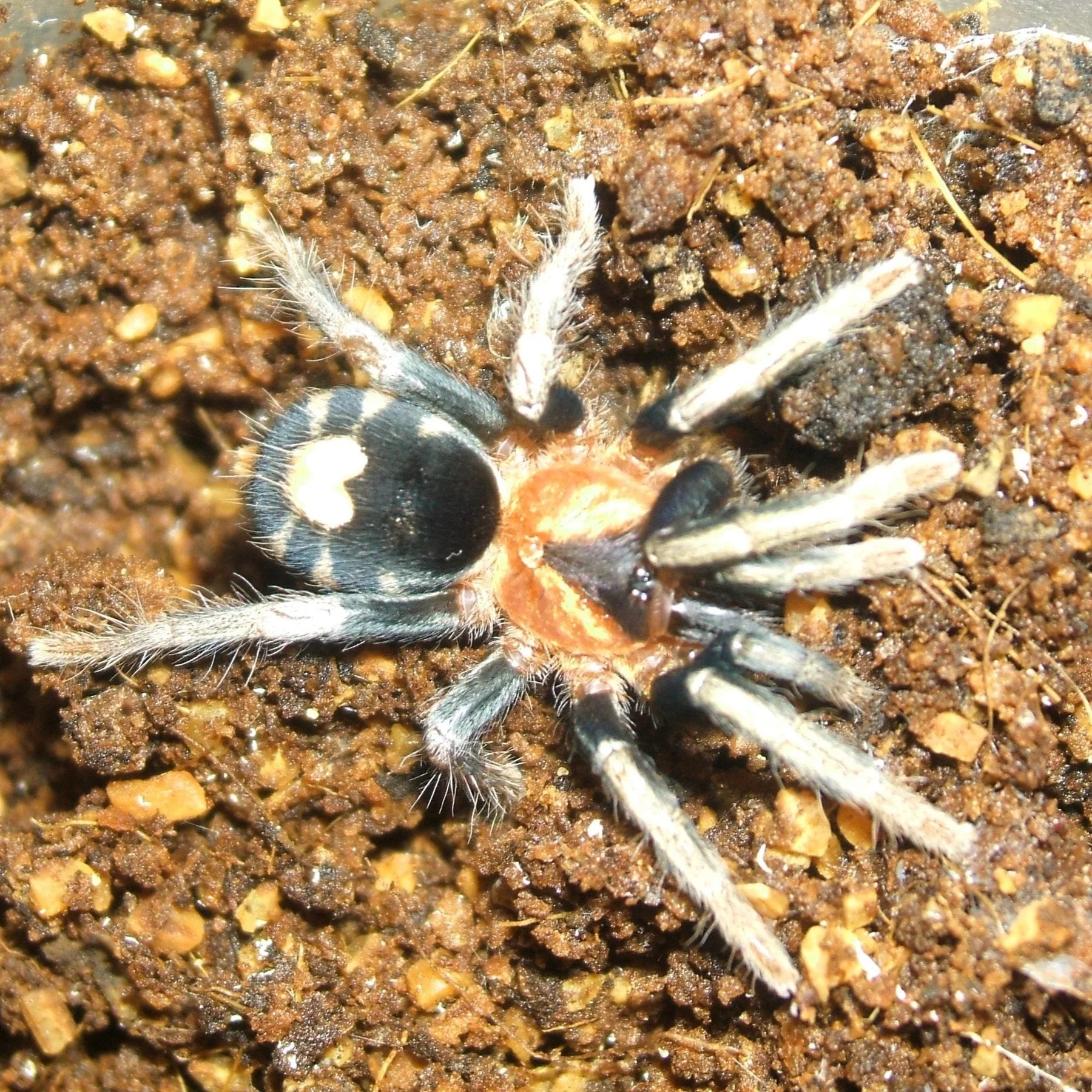 Cyriocosmuselegans.webp?v=