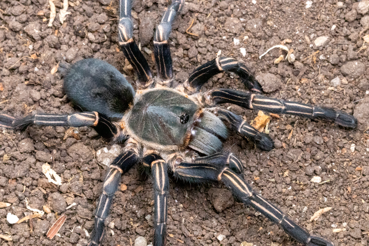 Cyriopagopus albostriatus 'Nahkon Ratchasima' (Thai Zebra) 4-5" FEMALES