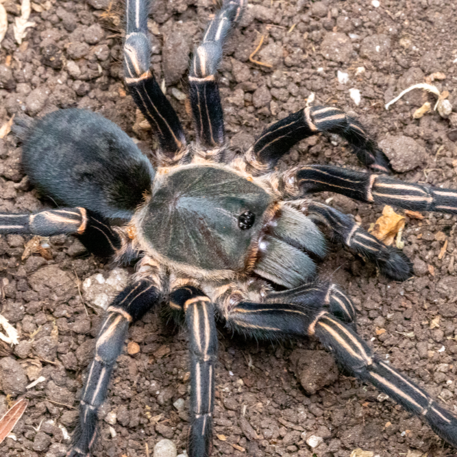 Cyriopagopus albostriatus 'Nahkon Ratchasima' (Thai Zebra) 4-5" FEMALES