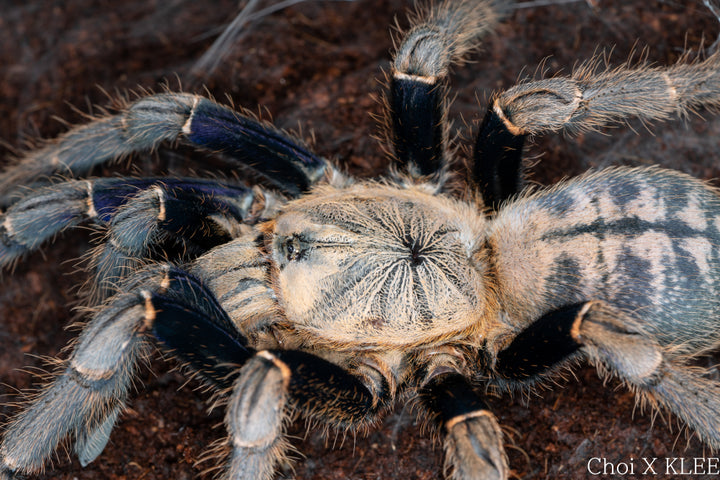 Cyriopagopus c.f. robustus (Malaysian Blue Femur) 0.75"